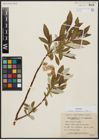 Foto von Salix alaxensis (Andersson) Coville
